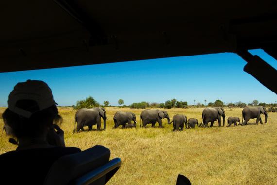 2016-06-18-1466264896-5386240-Zarafa_Copyright_Beverly_Joubert_Zarafa_Safari_Botswana_4737_elephantherd.adapt.945.2.jpg