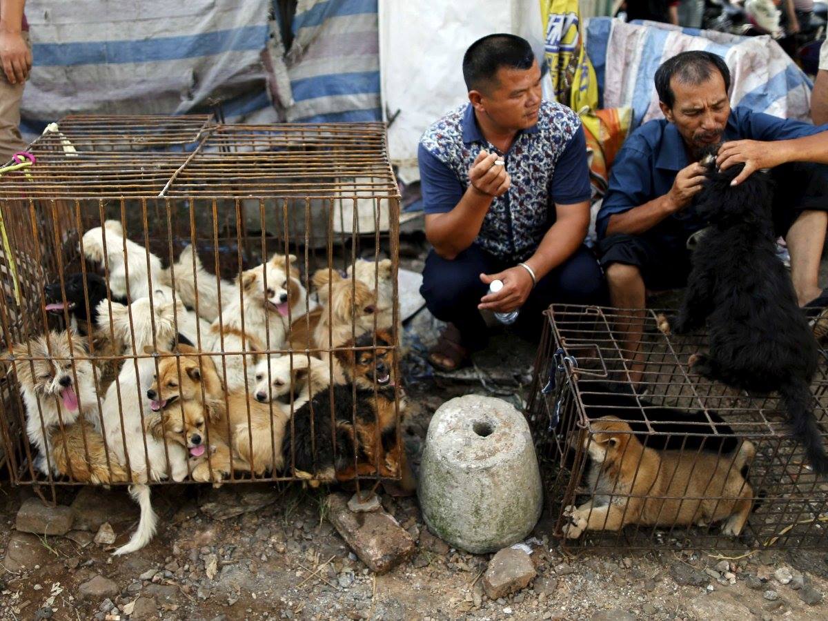 Yulin Is China Finally Saying No To Dog Meat HuffPost UK