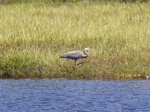 2016-06-29-1467205037-1443254-GreatBlueHeronMizzyLake20161.JPG