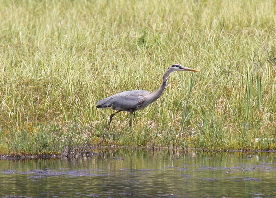 2016-06-29-1467205111-8645169-GreatBlueHeronMizzyLake20162.JPG