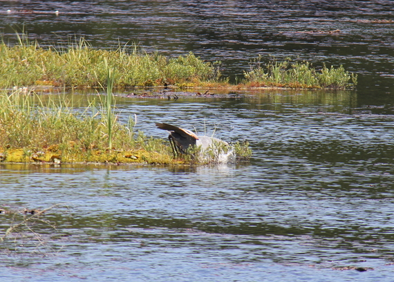 2016-06-29-1467205158-2352812-GreatBlueHeronMizzyLake20163.JPG