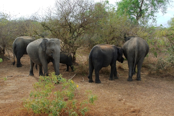 2016-06-30-1467289083-8189011-Elephant_Herd_Yala_National_Park.jpg