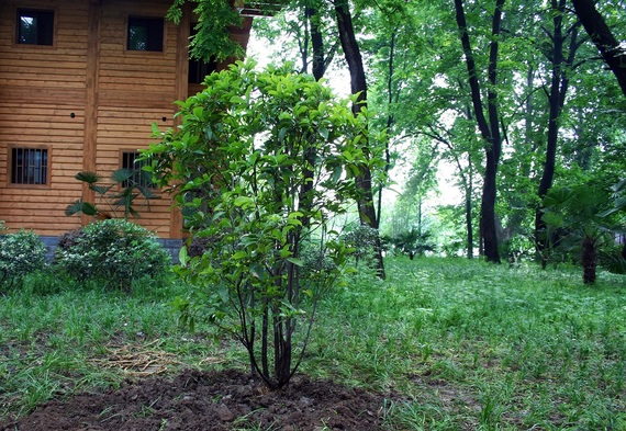 2016-07-06-1467840086-6307686-nanjingparktreeweb.jpg