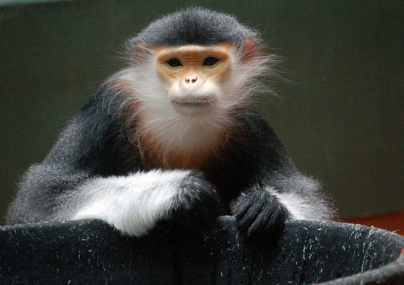 2016-07-06-1467843059-6887245-Redshanked_Douc_Langur.jpg