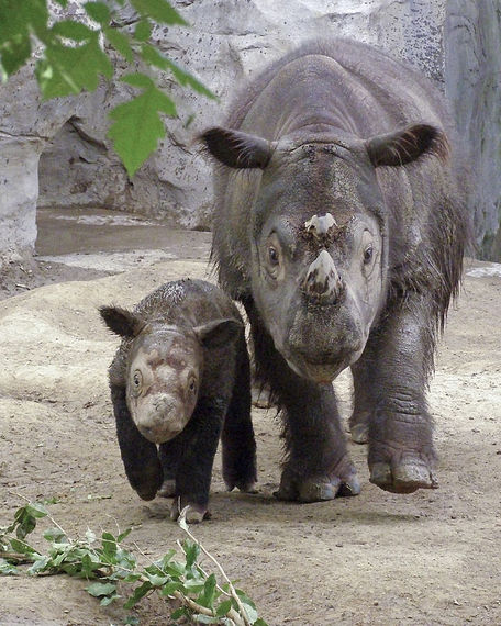 2016-07-06-1467843157-406364-Sumatran_Rhino.jpg