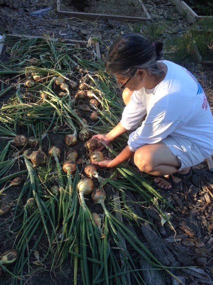 2016-07-07-1467856778-4005287-onions2015copy.jpg