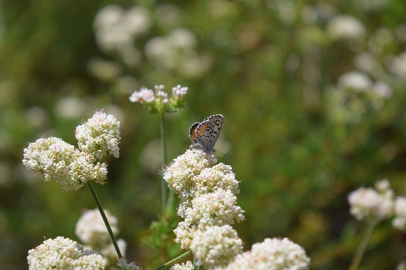 2016-07-07-1467868729-6050881-buckwheat.jpg