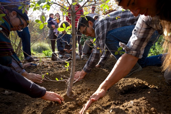 2016-07-08-1467948370-421266-plantingoaksapling.jpg