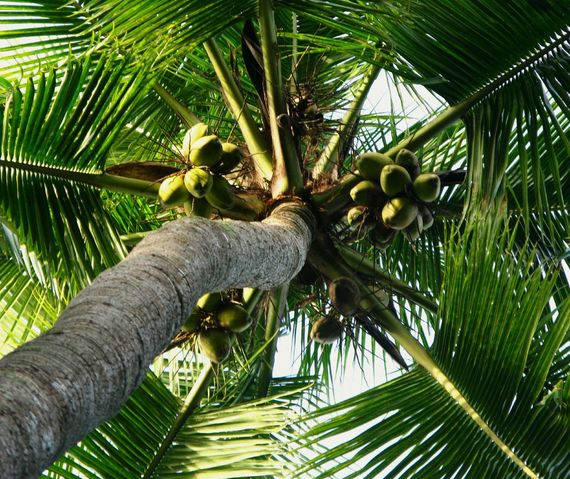 2016-07-14-1468521697-7531616-palmtreewithcoconuts.jpg