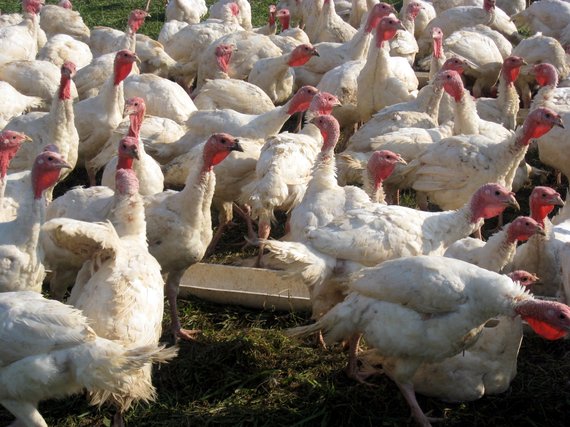 2016-07-19-1468940589-1693655-freerangeturkeys.jpg