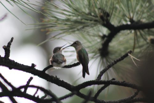 2016-07-21-1469127981-4749870-HummingbirdsEklund.jpg