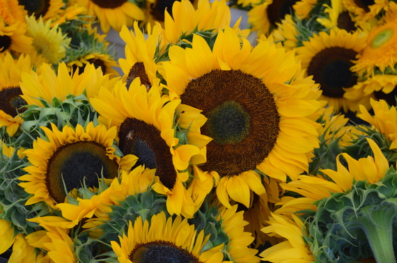 2016-08-04-1470349288-507481-Sunflowers.JPG