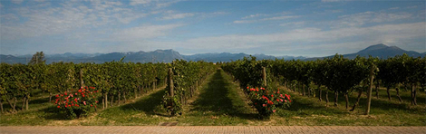 2016-08-09-1470701563-831637-Vignoble.jpeg.jpg