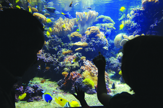 2016-08-09-1470753874-2942400-NationalAquariumFish.jpg