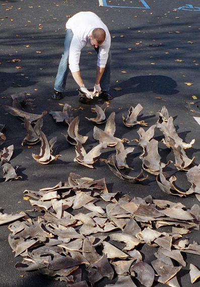 2016-08-16-1471316827-2307508-Shark_fins.jpg