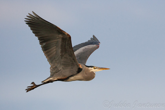 2016-08-16-1471372074-4255034-GreatBlueHeron_JukkaJantunen.jpg