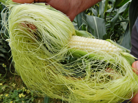 2016-08-24-1472066060-9337148-CornSepsFarmStandEastMarionNY.jpg