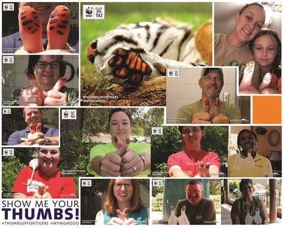 2016-08-26-1472253064-9025132-ThumbsUpForTigersMYMGMZOOSubmissionCampaignAsherJay.jpg