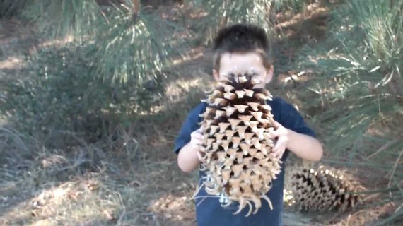 quest for infamy pine cone