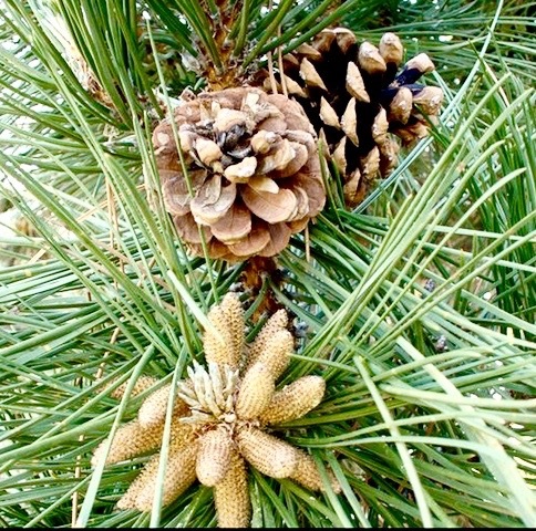 Pine cones are some trees' survival tools - The Washington Post