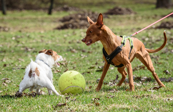 My dog is shop aggressive on leash