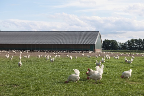 2016-09-26-1474919891-4629232-freerangemeatchickenslowerres.jpg