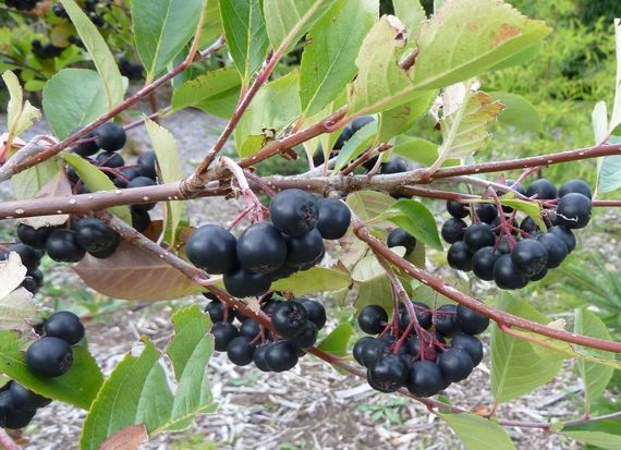 2016-09-27-1475009389-3604891-aronia.jpg