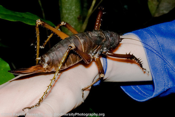 2016-09-29-1475179737-863519-giantorthopteranbizarreinsectnrYasuniNPEcuadorSourcewww.biodiversityphotography.orgccr348.jpg