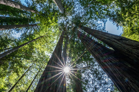 2016-10-05-1475633852-1546846-20160527JIRedwoodsNationalPark_DSF1575.jpg