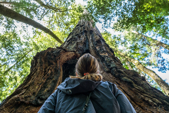 2016-10-05-1475634143-6119927-20160527JIRedwoodsNationalPark_DSF1463.jpg