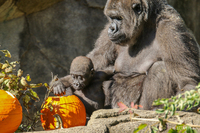 2016-10-11-1476201212-3925671-gorillapumpkin.jpg