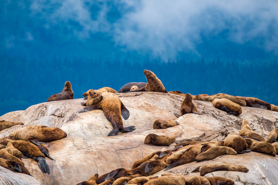 2016-11-01-1478015952-2917569-GlacierBayNationalPark010.jpg