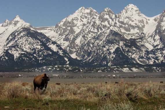 2016-11-05-1478355899-2451373-In2016theAmericanBisonbecametheUnitedStatesnationalmammal.CreditJulieLarsenMaherWCS.jpeg