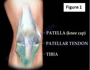 Anatomy Of The Patellar Tendon - Everything You Need To Know - Dr. Nabil  Ebraheim 