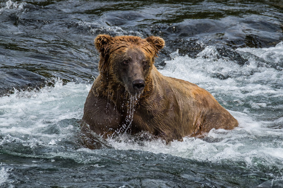 2016-11-08-1478637413-7932380-KatmaiNationalPark071.jpg