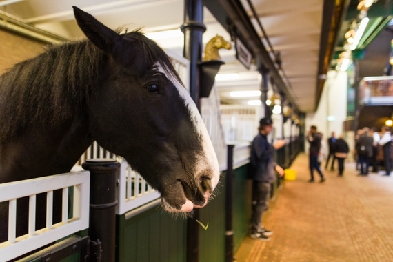 2016-11-10-1478790227-2247256-Heineken_Experience_Amsterdam_VIP_Tour_stables.jpg