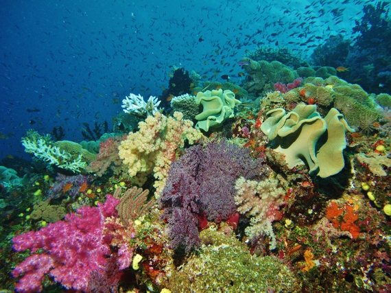 Coral Reefs: Living and Dying in an Era of Climate Change | HuffPost Impact