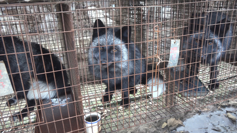 2016-11-17-1479377622-5249421-fur_fox_foxlookoutcage_0048_1215_HSI.jpg