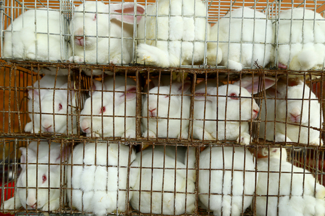 2016-11-17-1479377853-8752544-rabbitscagegroupstacked_Chinarabbit134copy.jpg