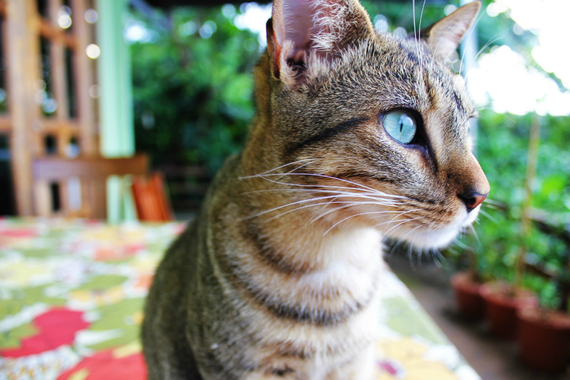 2016-11-23-1479865589-1505109-HousesittinginCostaRicaMaxthecatHowtoBecomeaHouseSitterCharlieonTravel.jpg