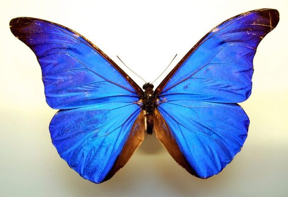 How nature uses physics to make blue without pigment | HuffPost Impact