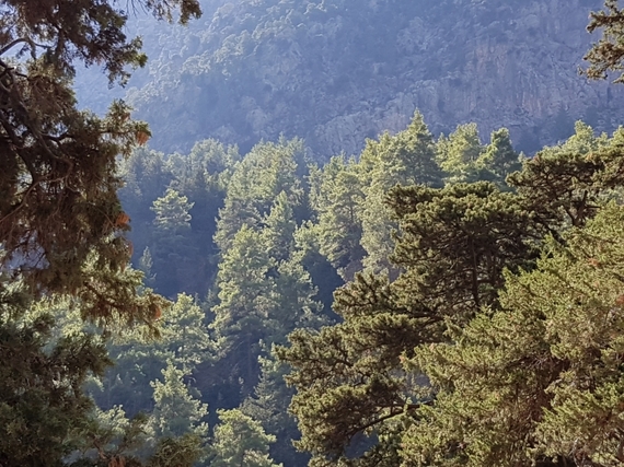 2016-11-28-1480344818-2063322-Hiking_Samaria_Gorge_Crete_5_view_of_trees.jpg