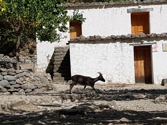2016-11-28-1480344902-2626165-Hiking_Samaria_Gorge_Crete_7_Samaria_deserted_village_and_krikri_wild_goat.jpg