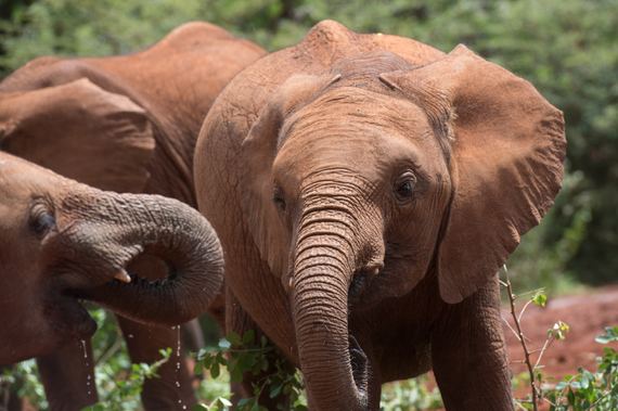 2016-12-01-1480613567-5846261-JulieLarsenMaher_4230_AfricanElephants_KEN_030614.JPG