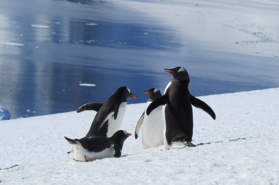 2016-12-06-1481058240-9245026-10ADVENTURESpenguin.JPG