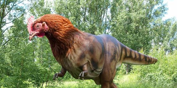 bbc earth chicken dinosaur