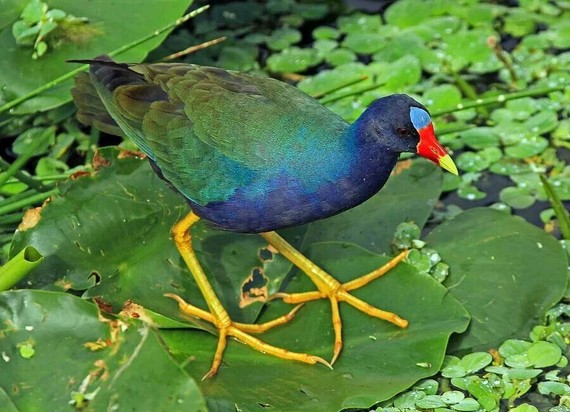 2017-01-04-1483553312-7203296-purplegallinule.jpg