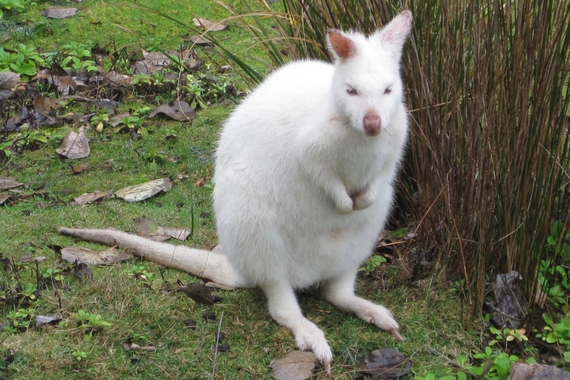 2017-01-13-1484300816-2762599-AlbinoWallaby.jpg