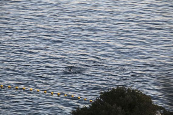 2017-01-25-1485342646-3092084-dolphinescapeswontleavepod12417.jpeg