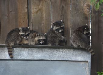 Young baby raccoons recovering in Foster Care. WildCare/Anne Barker